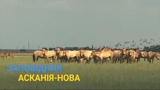 Степовий заповідник Асканія - Нова - Справжнє українське сафарі - Україна вражає