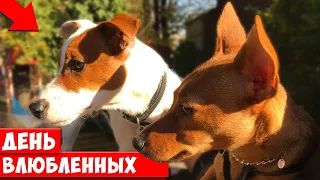 Моя Новая подружка 🥰 ЛОКИ БОБО влюбился