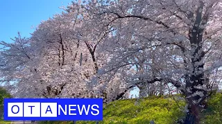 How Japanese people enjoy cherry blossom in this year - OTA News