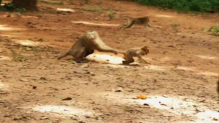 MOM ROSE VERY ANGRY YOUNG MONKEY BOY