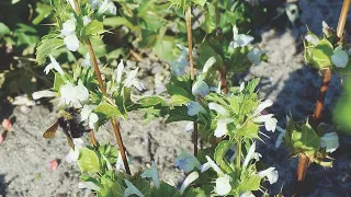 OnTopic: Rare Plant Conservation at Mission Trails Regional Park