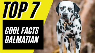 Top 7 SUPER COOL Dalmatian Facts - Dalmatian Dog Breed