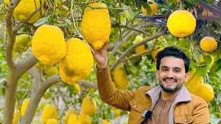 Citrus fruits of Afghanistan | Jalalabad city | افغان سېتروس میوې