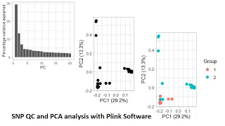 SNP quality control and PCA analysis with Plink Software in RStudio.