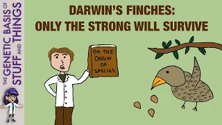 Darwin’s finches as an exceptional model of natural selection: not all can survive!