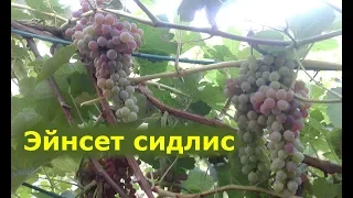 Виноград Эйнсет сидлис