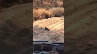 Мама леопард собирает убежавших от нее детенышей