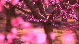 Relaxing Piano Music 🌸 Romantic Music Beautiful Relaxing Music Sleep Music Calming Music Hanami