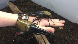 Giant Hercules Beetles