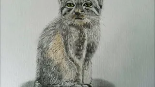 For children, Manul. Wild Cat/Для детей.Манул. Дикий КОТ