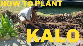 How To Propagate Kalo (Taro) Dryland Style