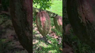 Lee’s Cocoa Farm @ Tanjung Sepat 💖 #cacao #cocoa #farm #chocolatelover #chocolate