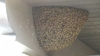 Removal of a large open bee hive with 5000 to 7000 bees in Green Valley AZ 05072024