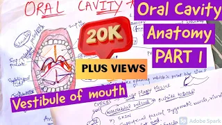 ORAL CAVITY ANATOMY ( VESTIBULE OF MOUTH)