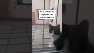 СОСЕДСКИЙ КОТ ПРИШЕЛ ЖАЛОВАТЬСЯ