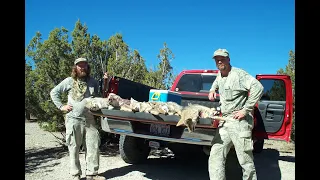 Varmint Safari II, 100's of Kills, Coyotes, Chucks, Jacks, P-Dogs