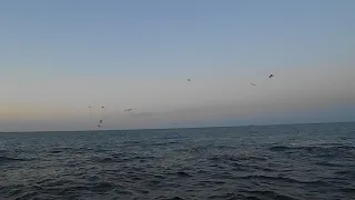 Раннее утро на Каспийском море, плеск воды и чайки - октябрь 2019 год