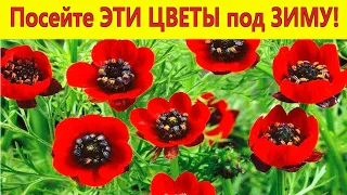 ПОСЕЙТЕ ПОД ЗИМУ ЭТИ ЦВЕТЫ! Они будут красиво цвести все лето до осени!