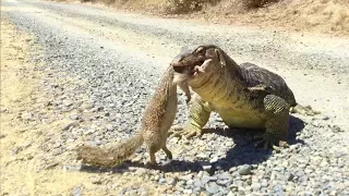 Lizard Finds Squirrel in Road: Lizards are Importance to Ecosystem