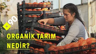 Organik tarım nedir? "Organik tarımda toprağı korursunuz, havayı korursunuz"