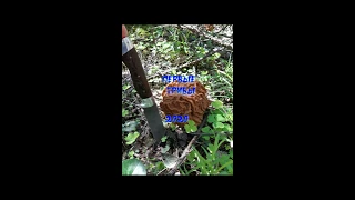 За грибами в майский лес 2020 | Первые грибы | Омлет с грибами |