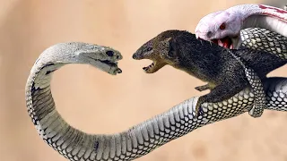 Even King Cobra Is Afraid of This Snake Killer, Snake vs Mongoose