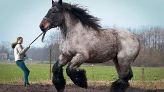 Die 9 größten Pferde der Welt