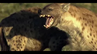 National Geographic   The Most Deadly Apex Predators on Earth   New Documentary