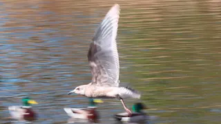 A juvenile Ring billed gull flying away