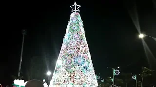 Barranquilla exhibe el árbol de navidad más alto de Colombia