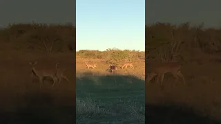 Get away from my does, said the buck