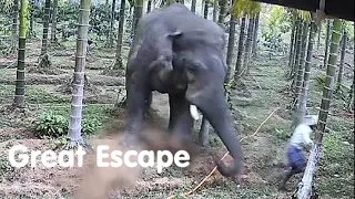 Wild Elephant Attack-just miss