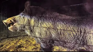 Trapped 4 MONSTER size boar hogs in one week. Huge cutters.