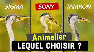 Comparatif objectif Animalier : Sony 200-600 vs Sigma 150-600 vs Tamron 150-500