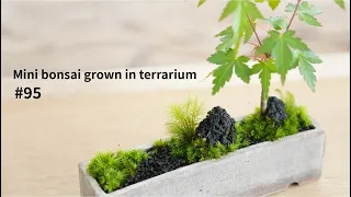 How to make a mini bonsai grown in a terrarium #95