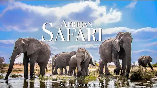 African Safari 4K - Scenic Wildlife Film With African Music