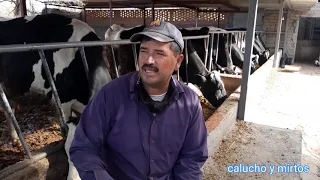 Ventajas y desventajas de la INSEMINACIÓN ARTIFICIAL 🐄