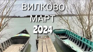 ВИЛКОВО. НА БЕРЕГУ ДУНАЯ. Шаг назад - 10 вперёд! Обидела продавцов...