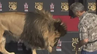 Leo the Lion helps MGM Studios celebrate its 90th birthday