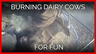 Dairy Farm Burns Calves' Heads Without Painkillers; Man Calls It 'Fun'