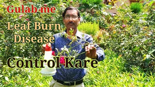 गुलाब मे लीफ बर्न रोग का उपचार कैसे करें ? Control Leaf Burn Disease in Roses.