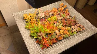 Here’s a practical way of displaying succulents to save space