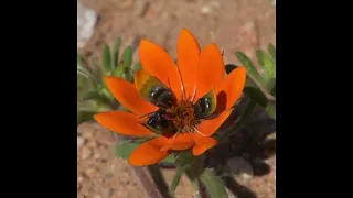 Deceptive daisy's ability to create fake flies explained