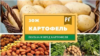 Картофель. Польза и вред картофеля