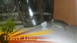 Ловушка для мышей))) Как поймать мышь с помощью банки)))