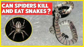 Can Spiders kill and eat Snakes? - Science Count