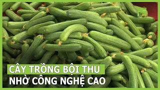 Năng suất vượt trội nhờ ứng dụng công nghệ cao | VTC16