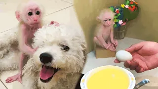 Kind Bibi monkey asks Dad to cook porridge for Puppy