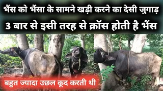 गाय भैंस cross कराने के लिए कैसे खड़ी करें || Cow buffalo heat semen क्रॉस || पशु हीट उछल कूद सीमेन