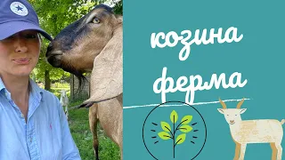 Один день із життя на козиній фермі